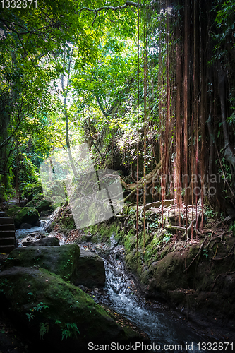 Image of Jungle river landscape in the Monkey Forest, Ubud, Bali, Indones