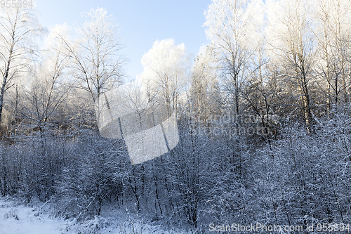 Image of Frost on tree