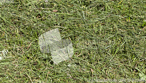 Image of broken and sawn grass