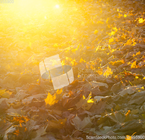 Image of Sunset, autumn