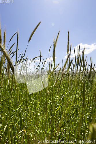 Image of Agricultural field