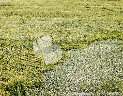 Image of wheat bend , field