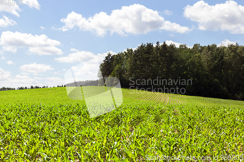 Image of Green Corn field