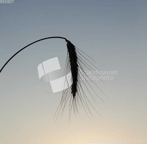 Image of Wheat ears, close-up