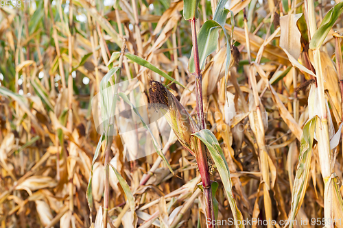 Image of yellowed ripe corn