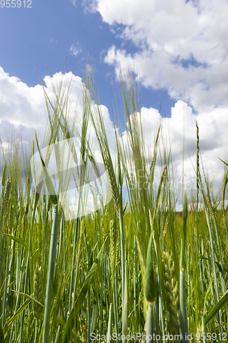 Image of Wheat ears close-up