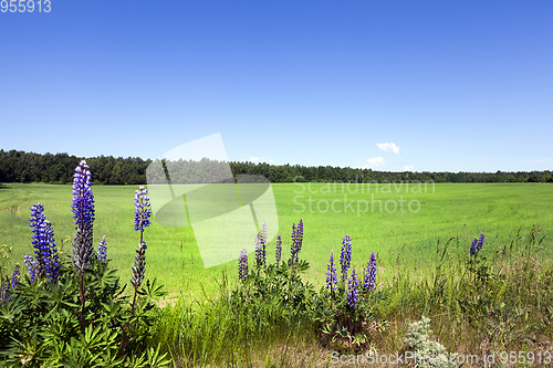 Image of Wheat field