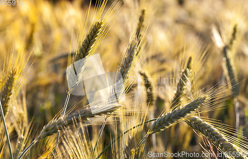 Image of Wheat field