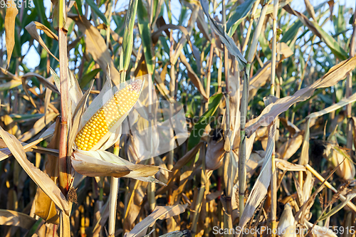 Image of agricultural field with corn