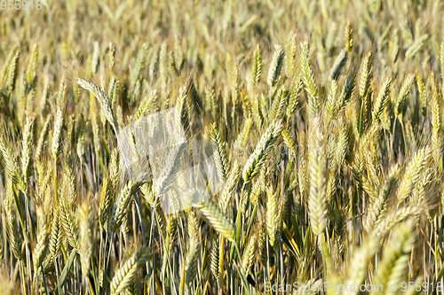 Image of immature green grass