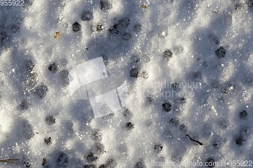 Image of Snow after snowfall