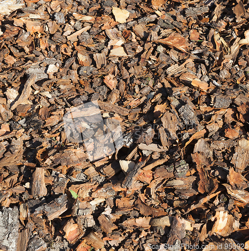 Image of pine bark , closeup
