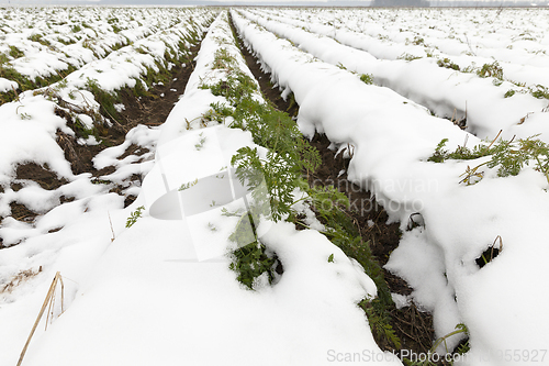 Image of ripe carrot under snow