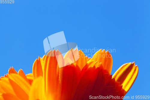 Image of Orange calendula, close-up