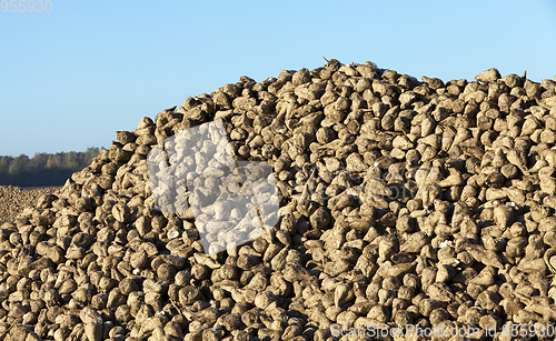 Image of pile of of the harvest of sugar beet close up