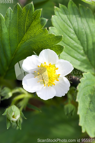 Image of Flowers bud on strawberries