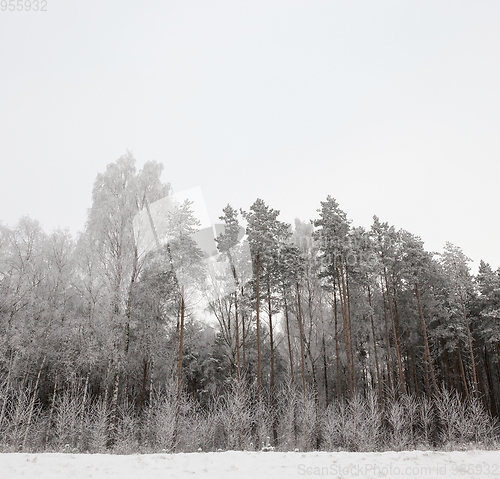 Image of Hoarfrost on trees