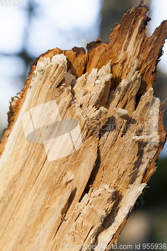 Image of Broken tree trunk