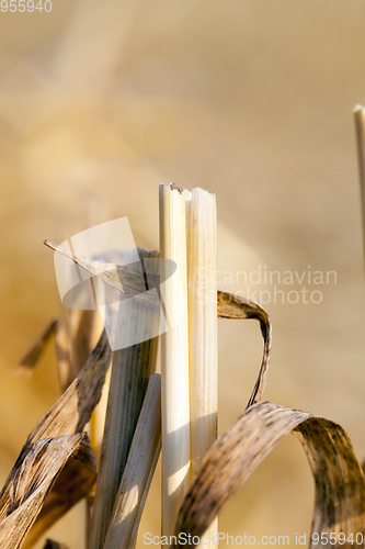 Image of wheat harvest