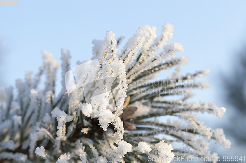 Image of Trees under frost