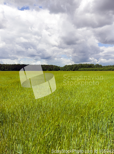 Image of landscape of grass field
