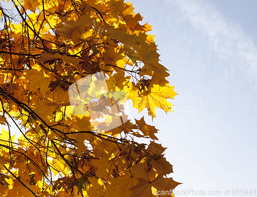 Image of Yellow maple foliage