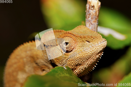 Image of beautiful panther chameleon, Madagascar