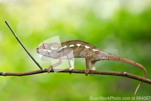 Image of beautiful panther chameleon, Madagascar