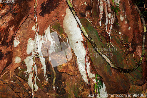 Image of colored roots in Madagascar rainforest