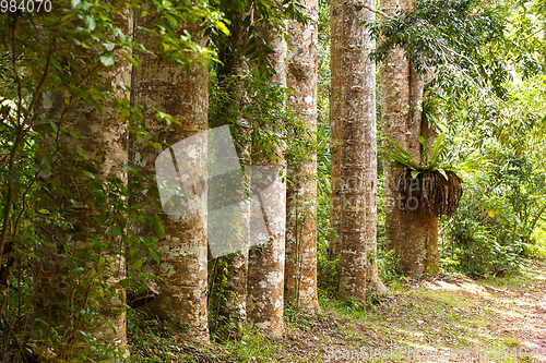 Image of alley of big trees in Amber mountain Park. Madagascar