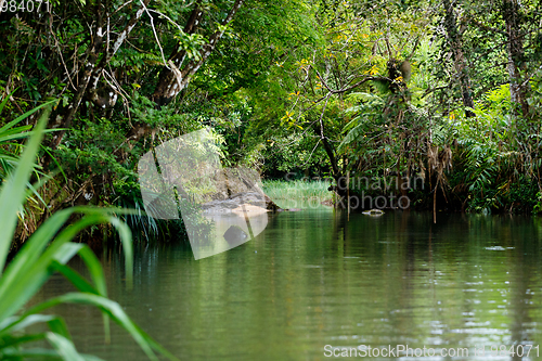 Image of Masoala National Park landscape, Madagascar