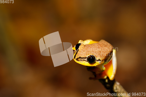 Image of beautiful yellow tree frog, madagascar