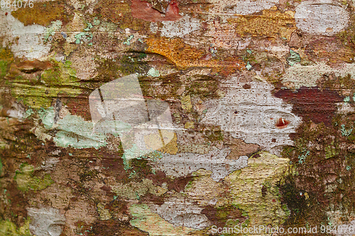 Image of bark texture, pattern for background or backdrop