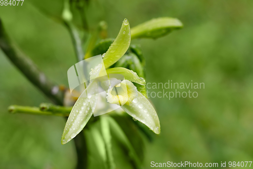 Image of Vanilla plant flower, madagascar