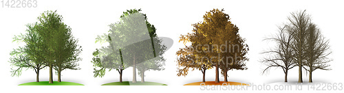 Image of tree in four seasons