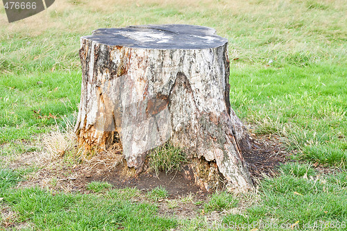 Image of Stump