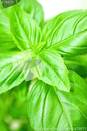 Image of Basil