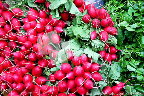 Image of Bunched radishes