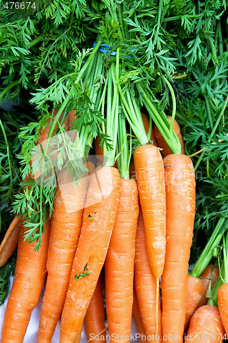 Image of Carrots