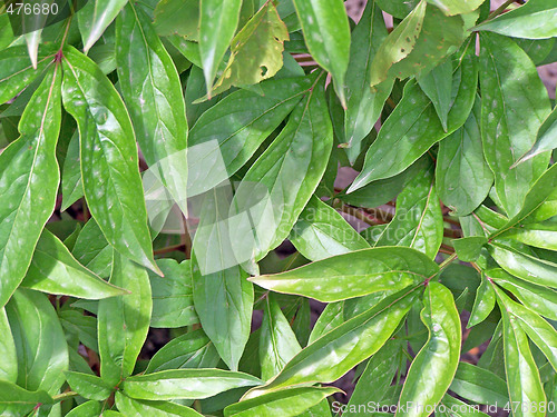 Image of Peony leaves