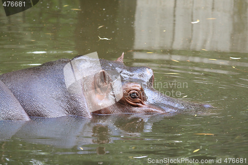 Image of Hippopotamus