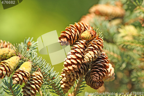 Image of Cones
