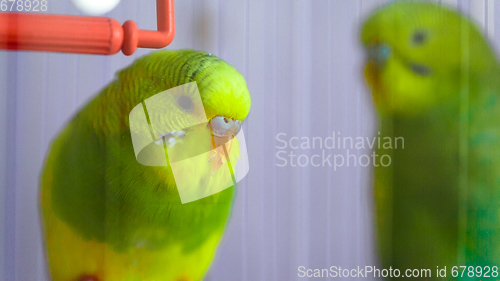 Image of Two green wavy parrot in a cage