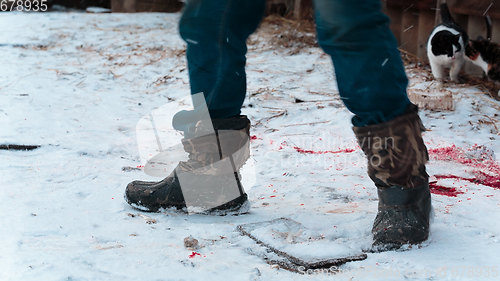 Image of headless carcass of a goose moves on the snow in the winter