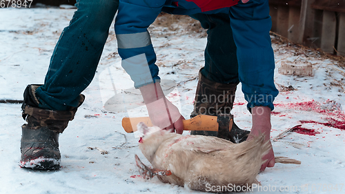 Image of Man cuts off the wings on the goose carcass winter