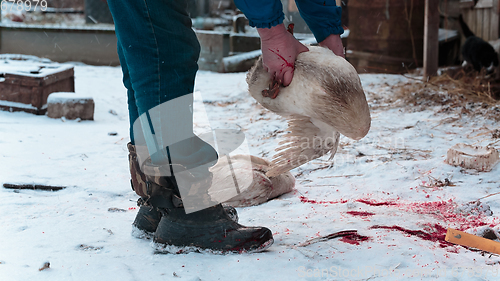 Image of Man holds a goose carcass in his hands
