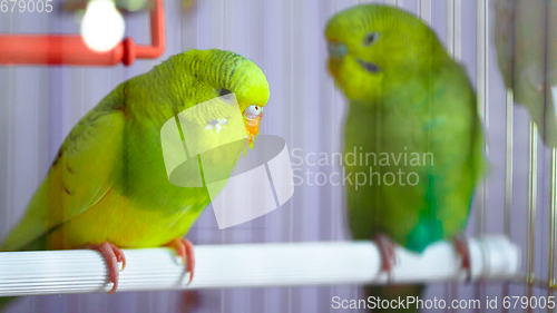 Image of Two green wavy parrot in a cage