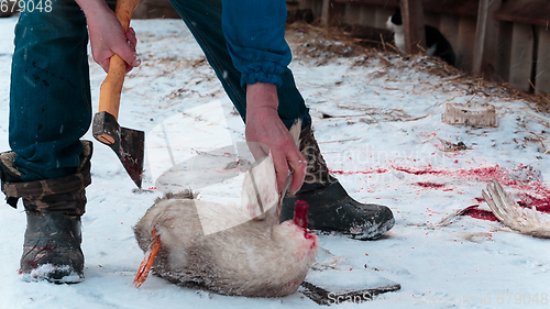 Image of Man cuts off the wings on the goose carcass winter