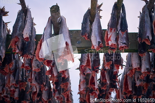 Image of Air drying of Salmon fish on wooden structure at Scandinavian winter