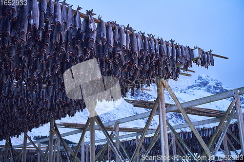 Image of Air drying of Salmon fish on wooden structure at Scandinavian winter